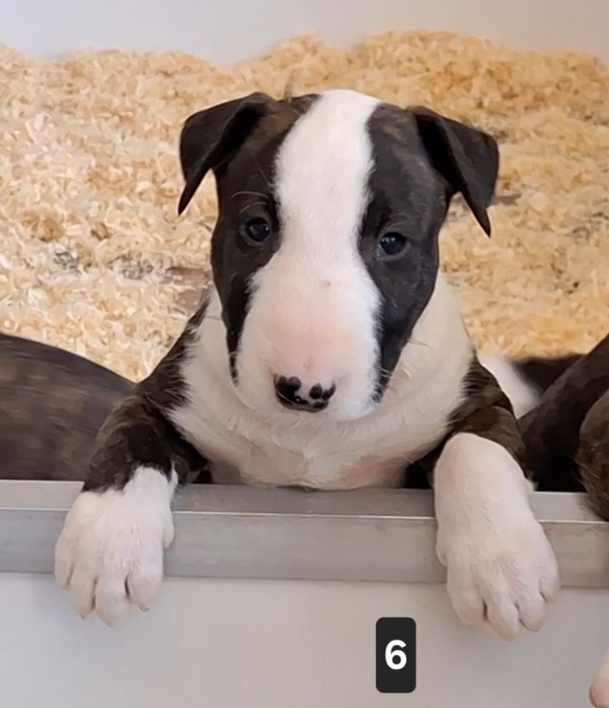 of Bull's city - Chiot disponible  - Bull Terrier