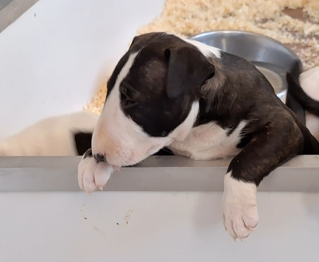 of Bull's city - Chiot disponible  - Bull Terrier