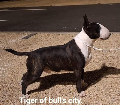 of Bull's city - Bull Terrier - Portée née le 10/08/2024