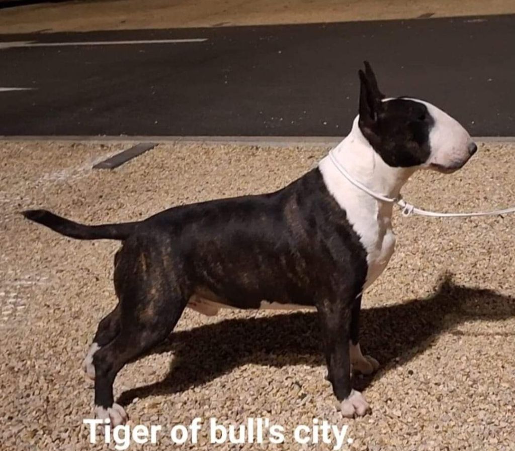 chiot Bull Terrier of Bull's city