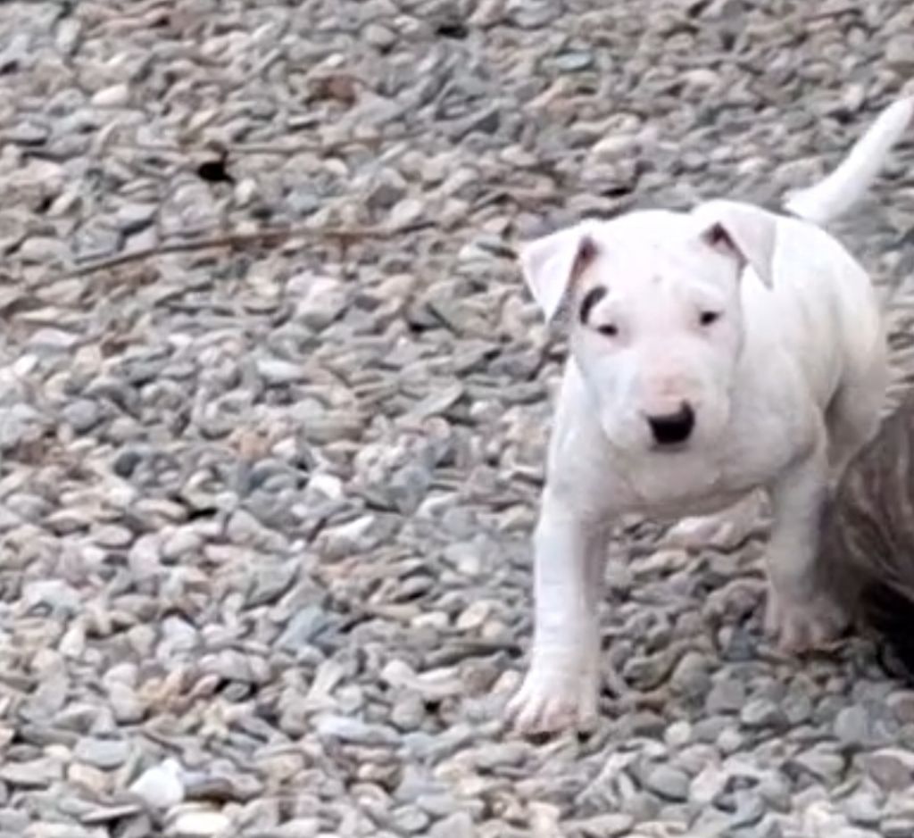 of Bull's city - Chiot disponible  - Bull Terrier
