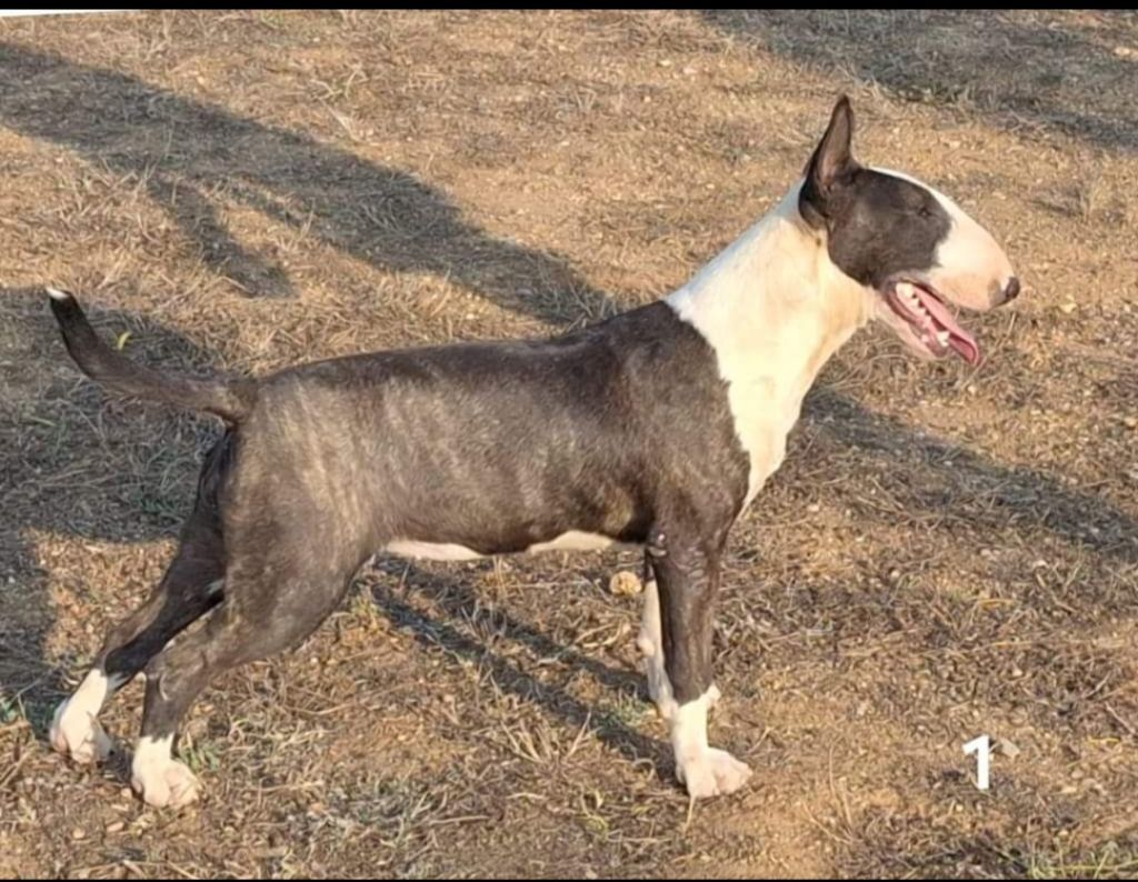 of Bull's city - Chiot disponible  - Bull Terrier