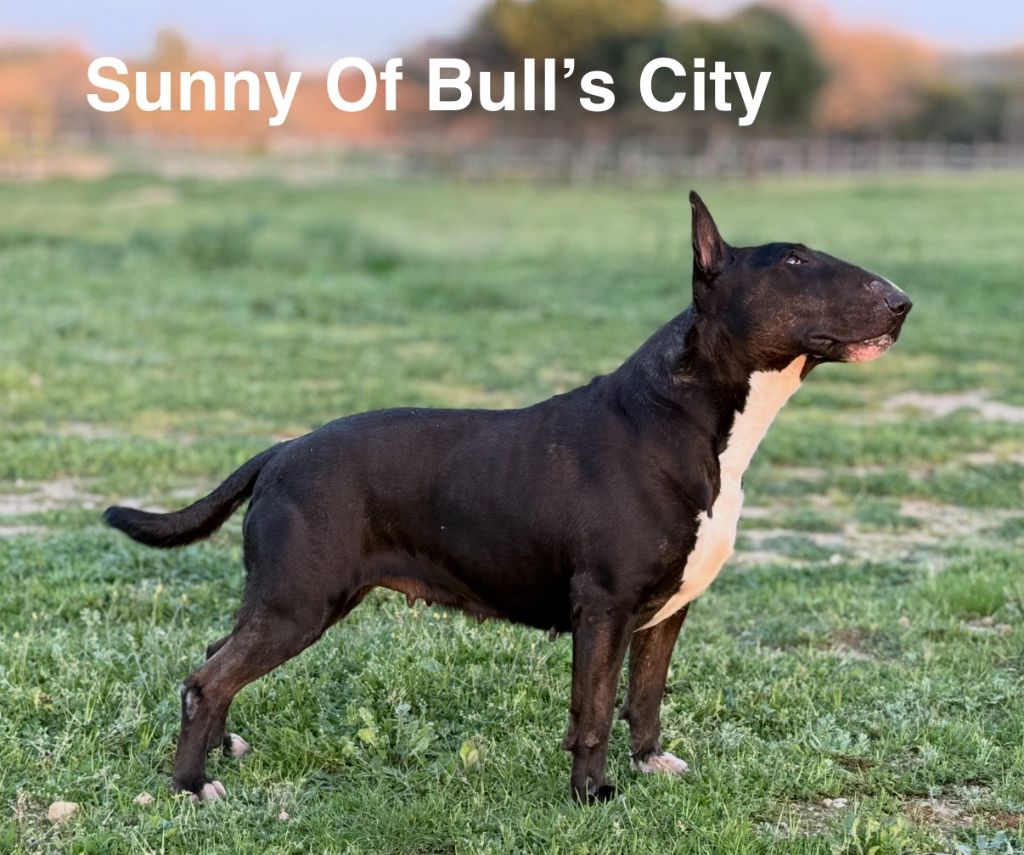 Sunny of Bull's city