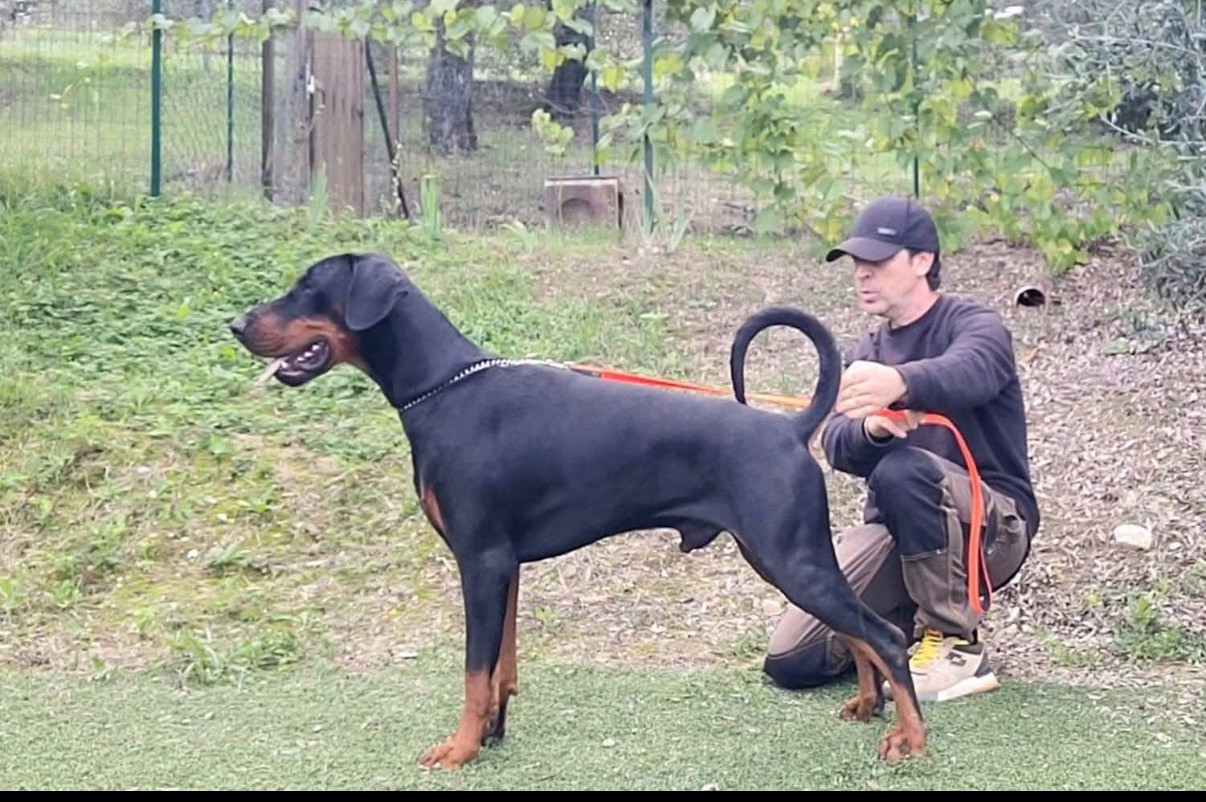Pato del diamante nero