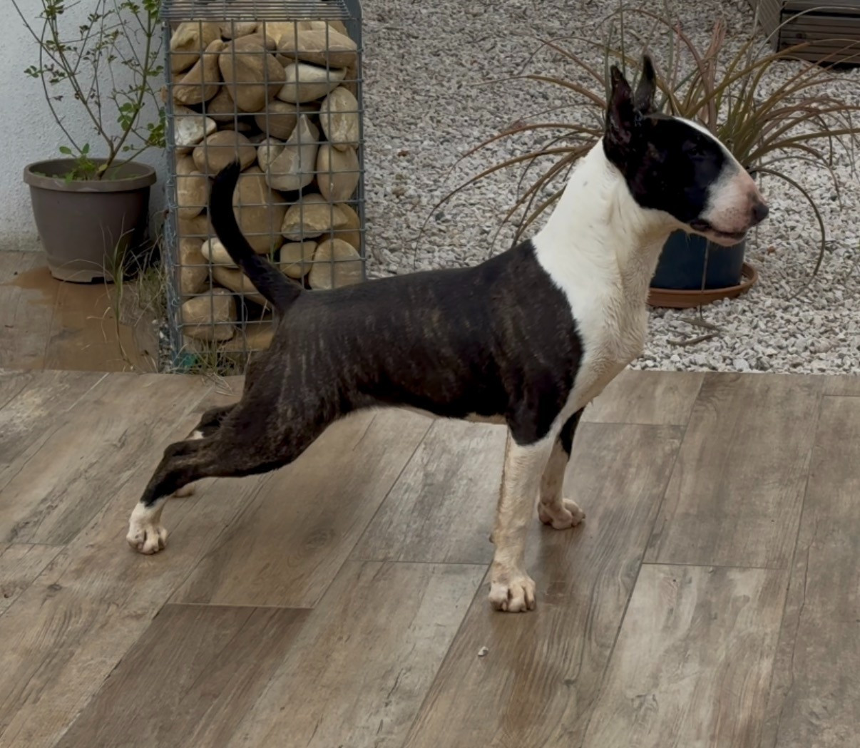 chiot bull terrier