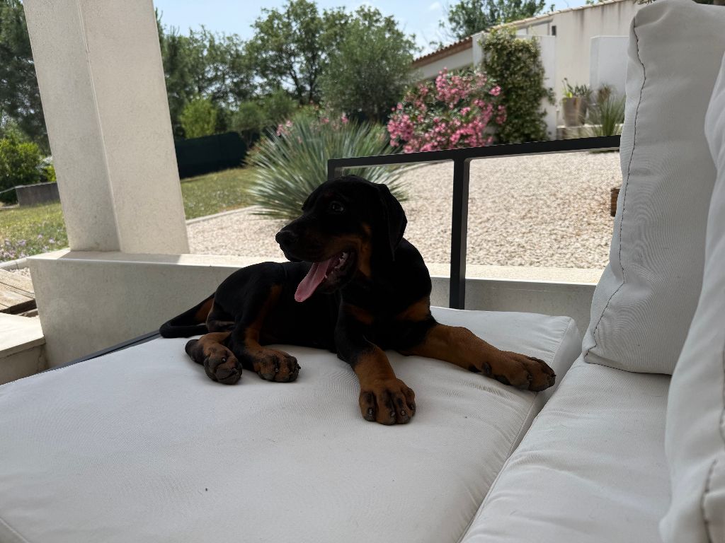 of Bull's city - Chiots disponibles - Dobermann