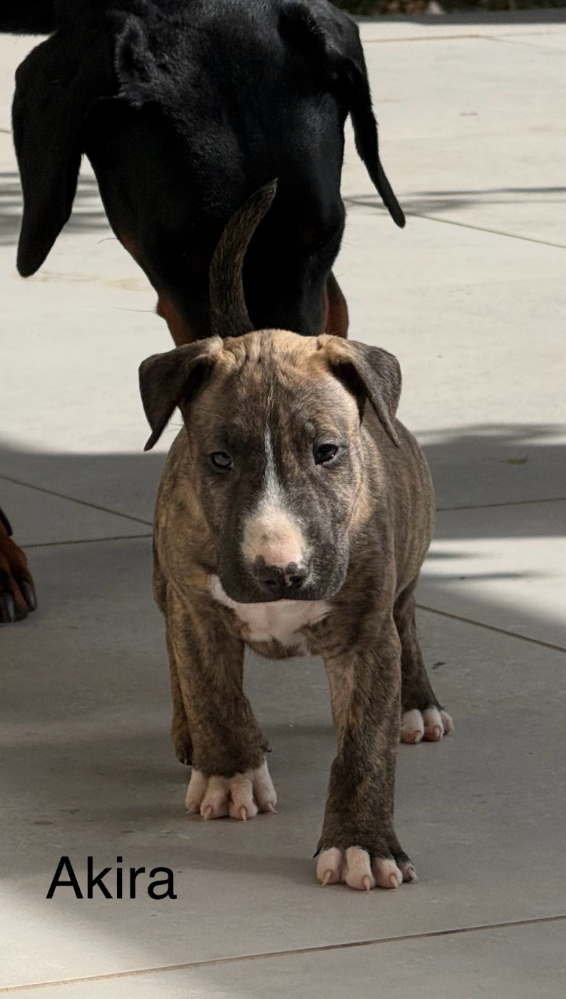 of Bull's city - Chiots disponibles - Bull Terrier