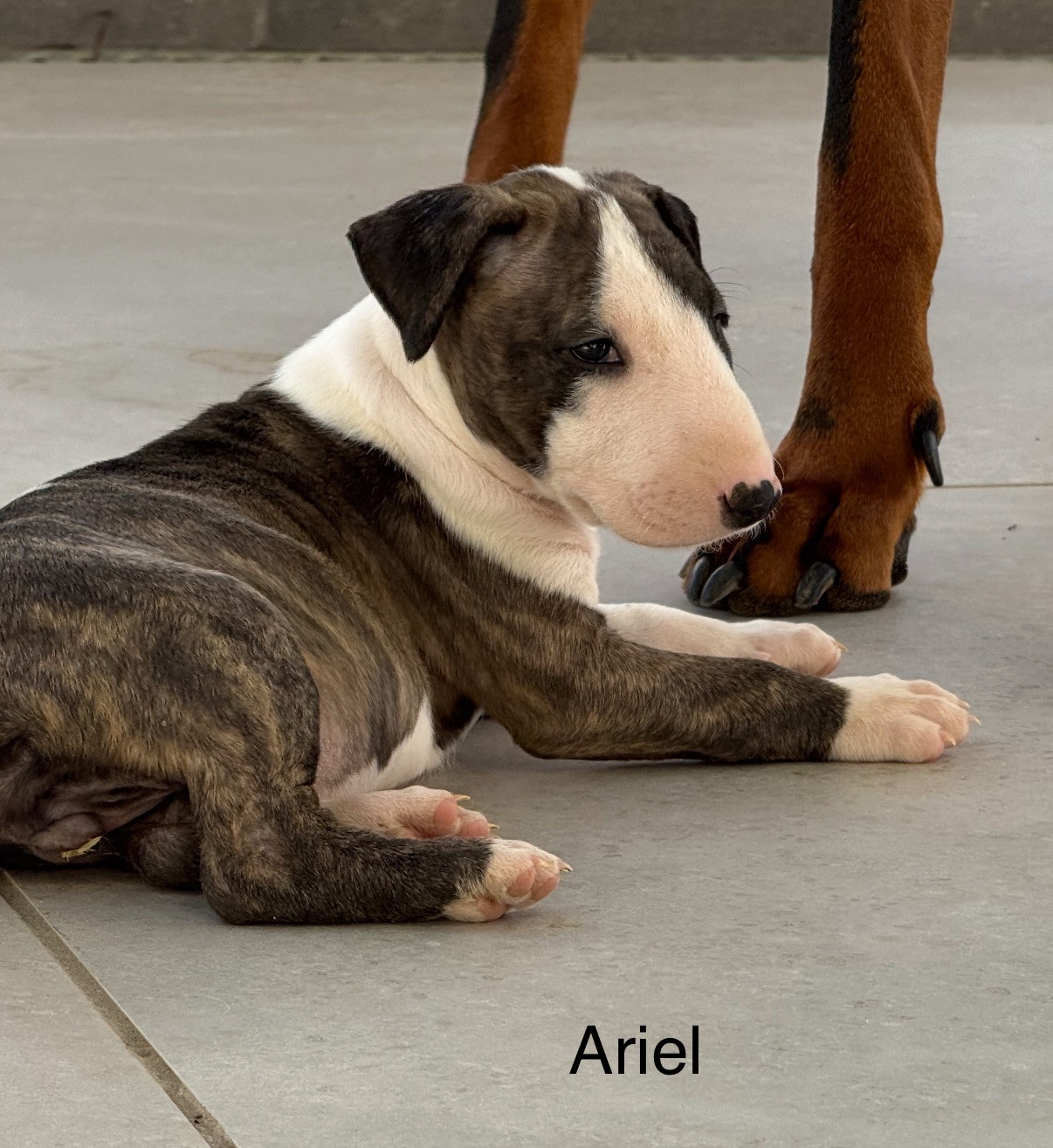 Chiot Bull Terrier of Bull's city