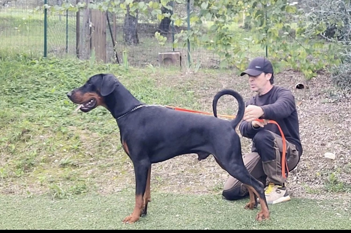 of Bull's city - Dobermann - Portée née le 18/04/2026