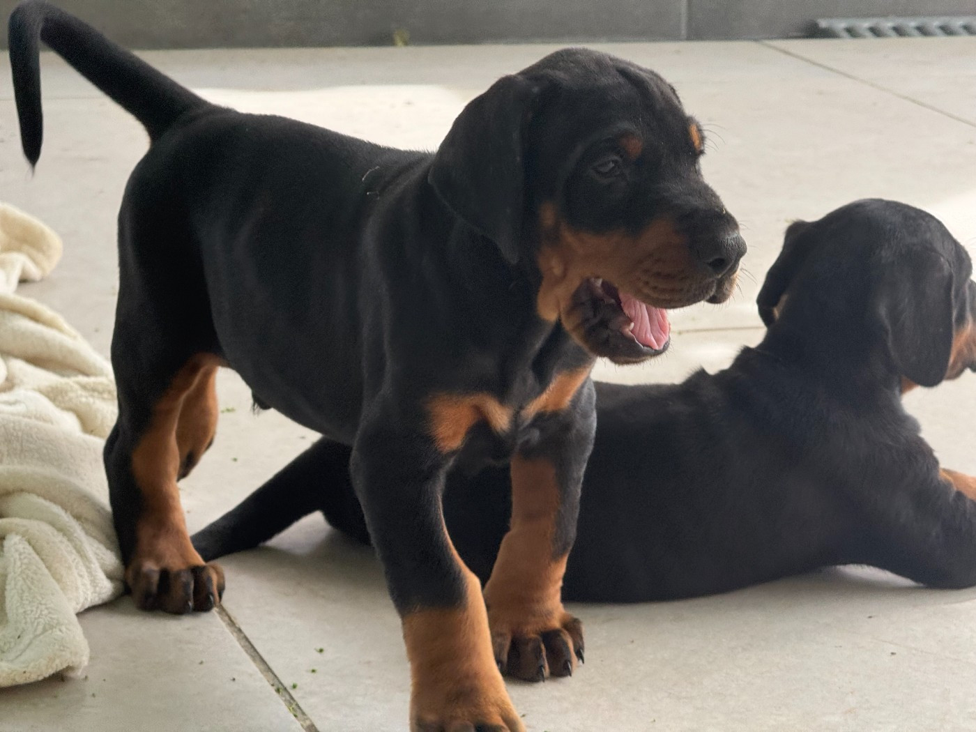 of Bull's city - Chiots disponibles - Dobermann