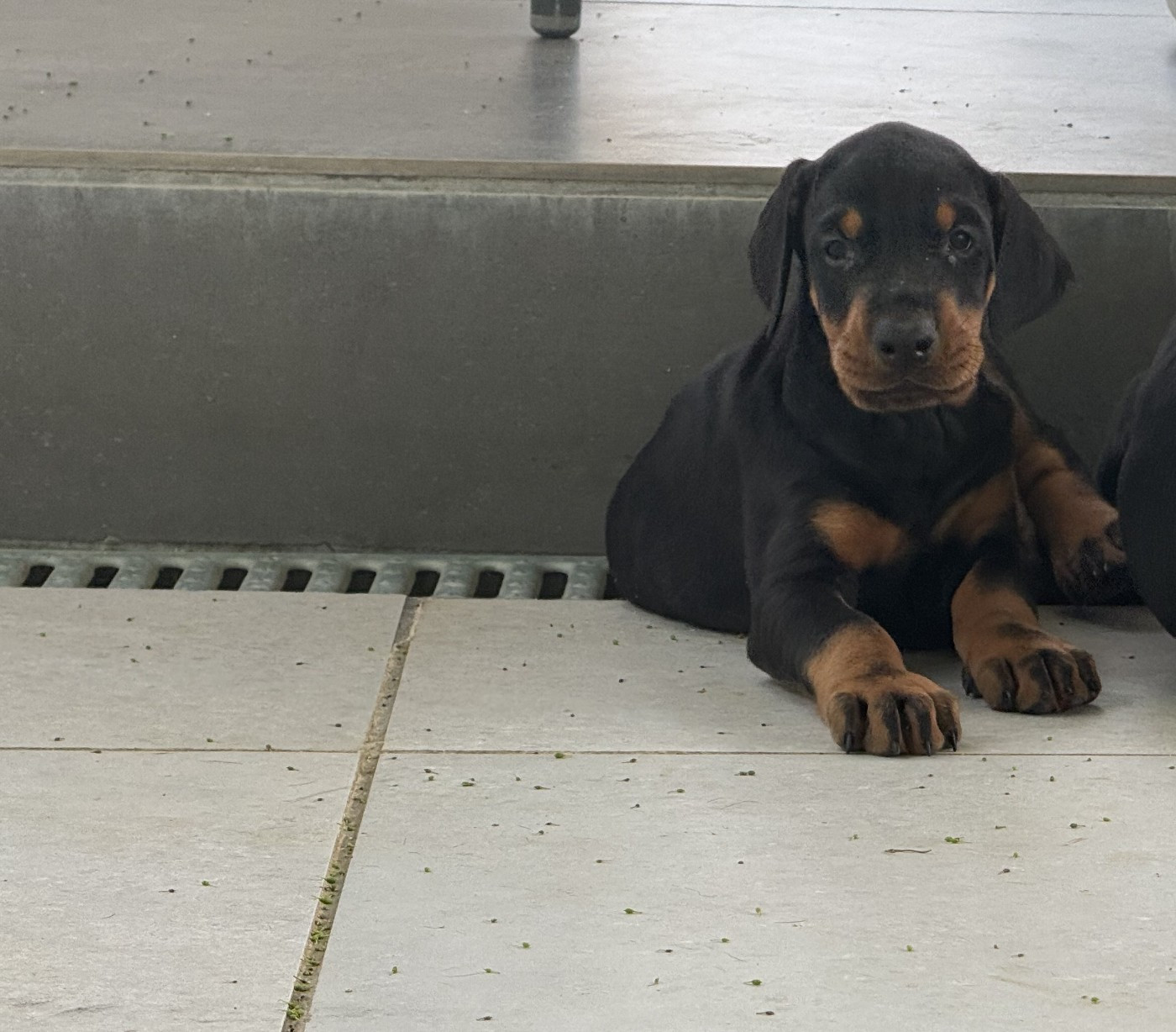 of Bull's city - Chiots disponibles - Dobermann