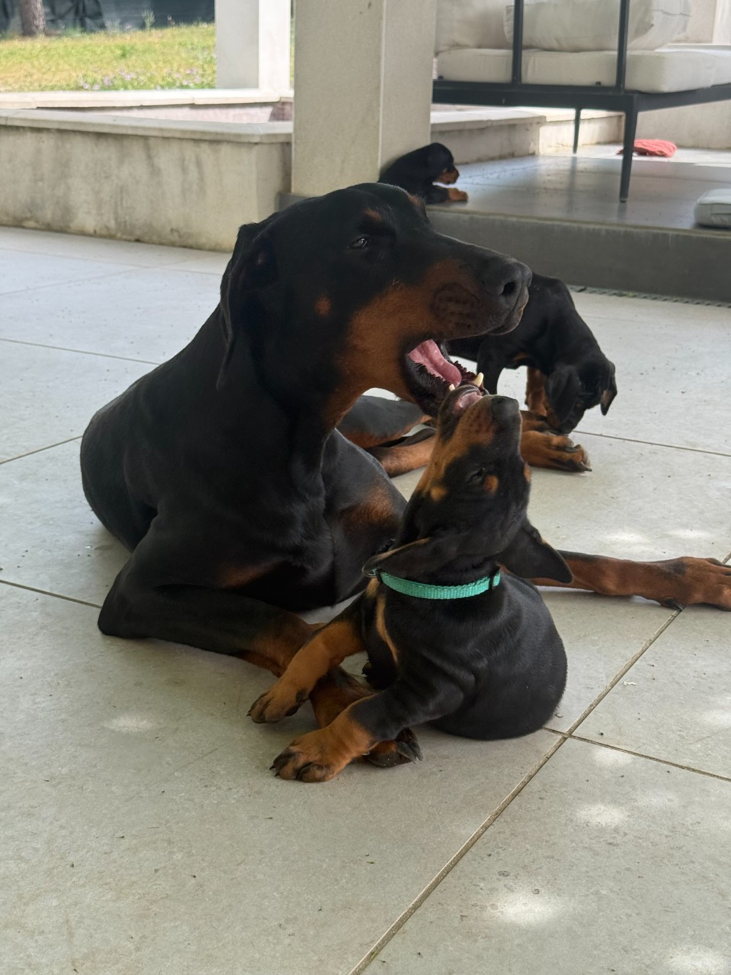 of Bull's city - Chiots disponibles - Dobermann
