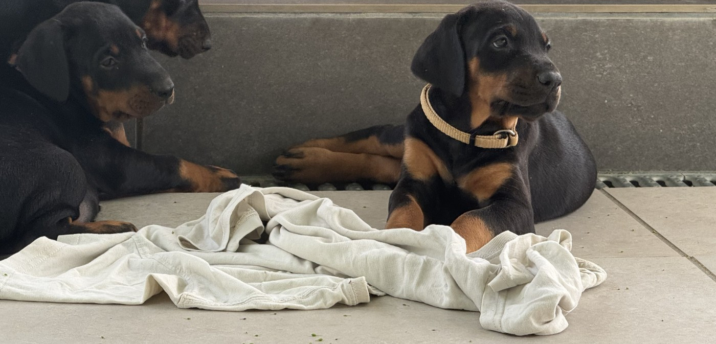 of Bull's city - Chiots disponibles - Dobermann