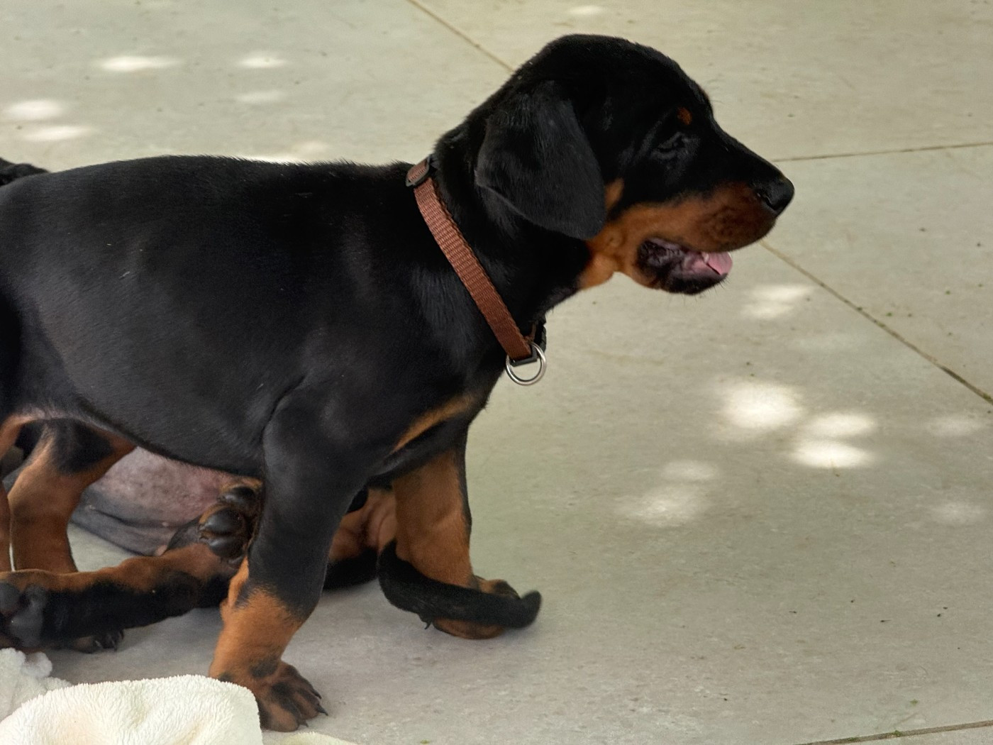 of Bull's city - Chiots disponibles - Dobermann
