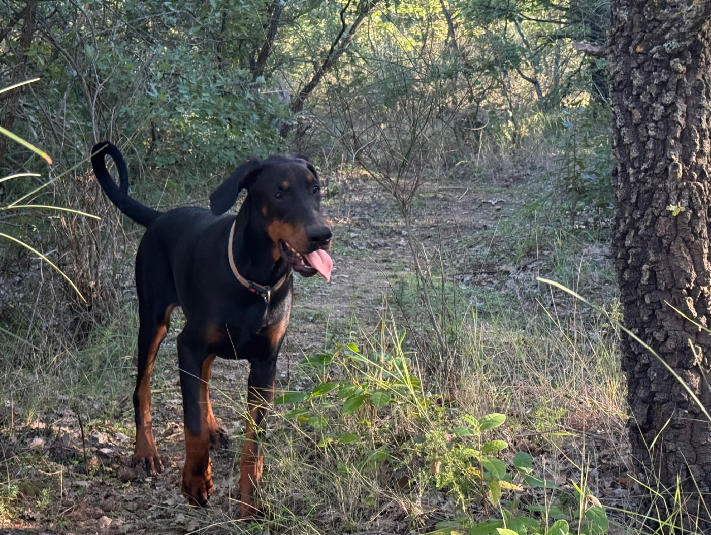 of Bull's city - Chiots disponibles - Dobermann