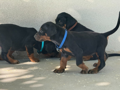 Chiot N°7
