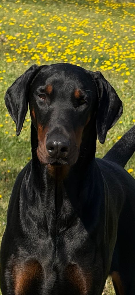 Chiot Dobermann of Bull's city